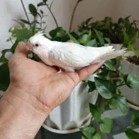 جوجه عروس هلندی سرلاکی