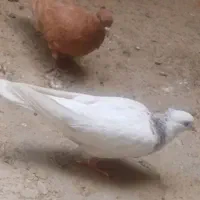 یه جفت کبوتر اراکی اصل چشم سفید و زرد نر