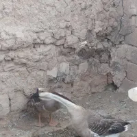 غو غاز