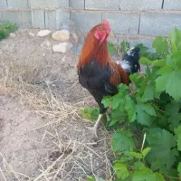 خروس لاری