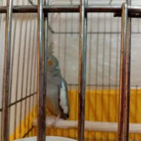 عروس هلندی ماده