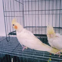 عروس هلندی