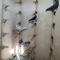 کفتر کبوتر شهری پلاکی بهبونی