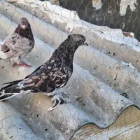 کبوتر سرور