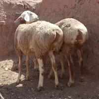 کاور بره مالداری