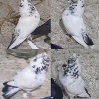 نر کله دم سبز کاکلی اصیل بدون خال غلط