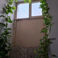 گلها|گل و گیاه طبیعی|مرند, |دیوار