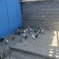 فروش کبوتر پرشی