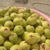 انجیر سفید محلی شیرین مثل  عسل