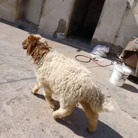 ۱عدد بره ماده  یا گوسفند
