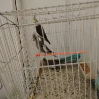 عروس هلندی خاکستری لپ نارنجی