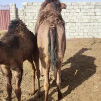 شتر