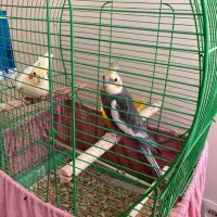 عروس هلندی