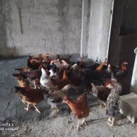 خروس گلپایگانی(مفت)