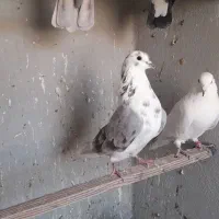 کبوتر