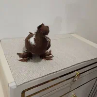 ککلیی ماده الابوغاز