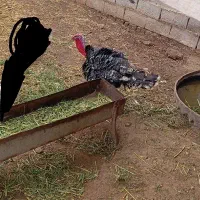 بوقلمون زنده