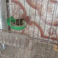 جوجه سره وقناری