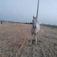 اسب|اسب و تجهیزات اسب‌سواری|درگزین, |دیوار