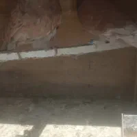 کبوتر پرشی