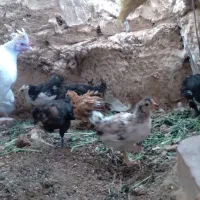 ۸عدد جوجه زیر مرغی و مرغ کرچ تخم کن