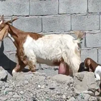 بز کهره نجدی  درشت هیکل پرشیرمکان جیرفت قابل ارسال