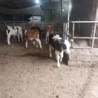 گوساله پای پروار ۷راس سیمنتال نر درجه یک اصیل