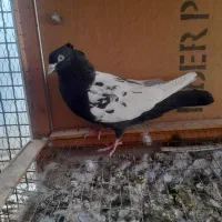 کبوتر ماده سینه سیاه
