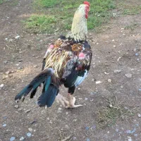 خروس لاری