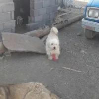 واگذاری
