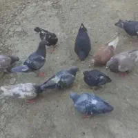 کبوتر