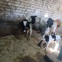 فروش گاو زایده با گوساله ماده