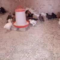 جوجه محلی|حیوانات مزرعه|دشتابی, |دیوار