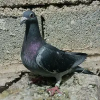کبوتر