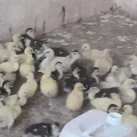 جوجه اردک مسکویی(اسرائیلی)