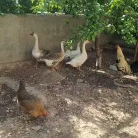 مرغ و بوغاز