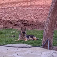 سگ ژرمن توله
