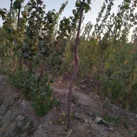 نهال آلو پیوند بالا