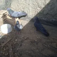 کبوتر