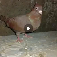 کبوتر|پرنده|ملکان, |دیوار