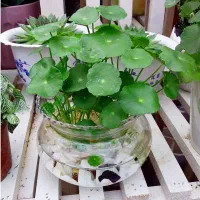 حراج گیاه آبزی جام مریم