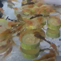 کت پوزه بوته ای البینو و مشکی