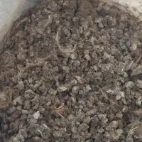 کود بلدرچین