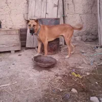 سرابی