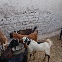 بز غاله نر پانزده عدد یکجا دونه ای 15
