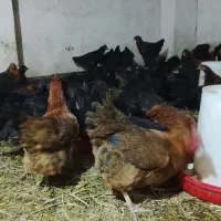 مرغ محلی تخمگذار مرغ جوان مرغ سفید مرغ گوشتی