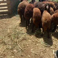 بره|حیوانات مزرعه|اردبیل, |دیوار