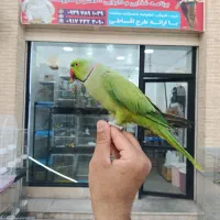 طوطی ملنگو نر مجموعه قهرمانی