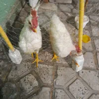 ۲تا خروس ۵ماهه