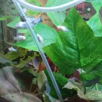 فروش بچه ماهی گوپی و مولی